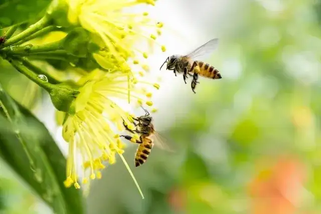 Blomster og bi