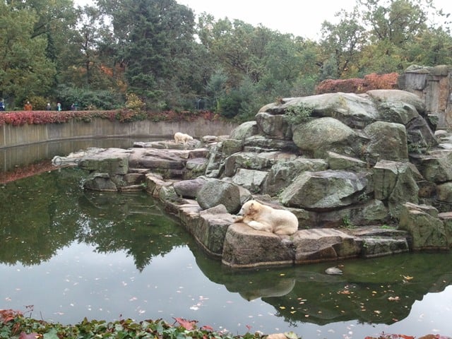 Berlin Zoo, Isbjørn
