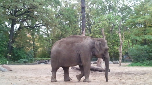 Zoo Berlin Elefant