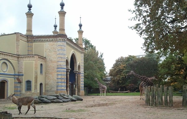 Zoo Berlin Giraf