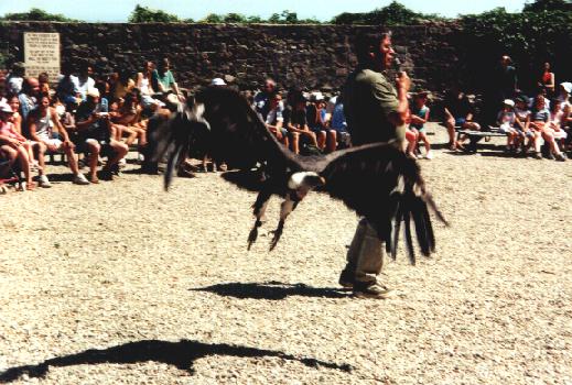 La Volerie des Aigles