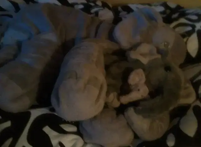 Jumbo sover med de andre elefanter