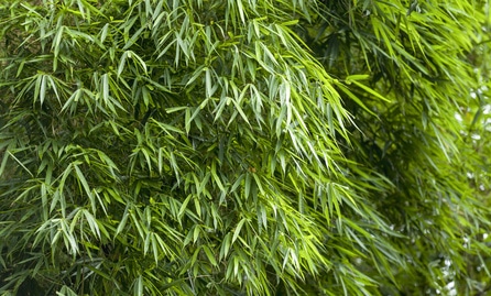 Bambus plante