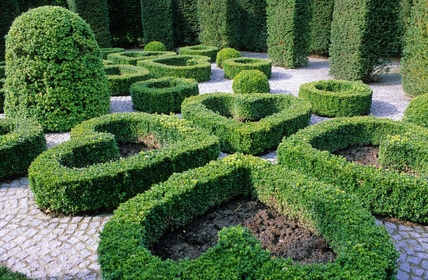 Formklippede planter