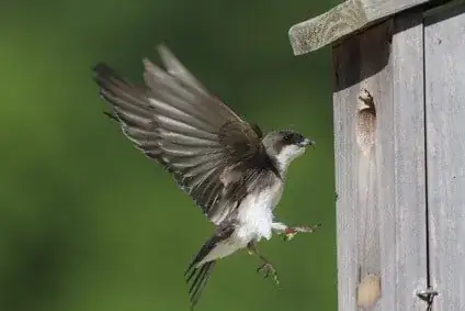 Fugl på vej ind i fuglehuset