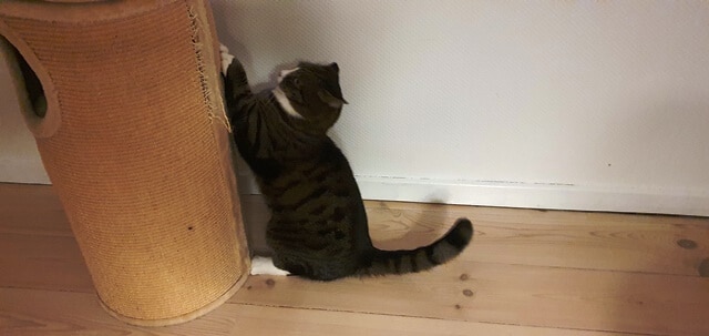 Kat og kradsetønde