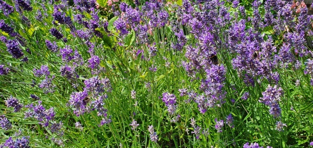 Lavendel bidrager med biodiversitet