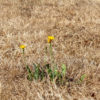 Når haven tørster efter vand pixabay-drought-3589606_640